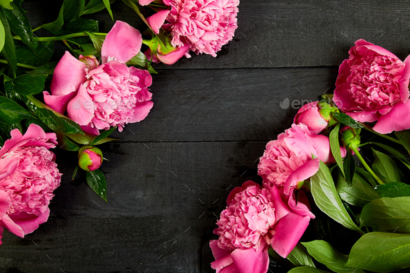 Beautiful pink peony flowers - Stock Photo - Images