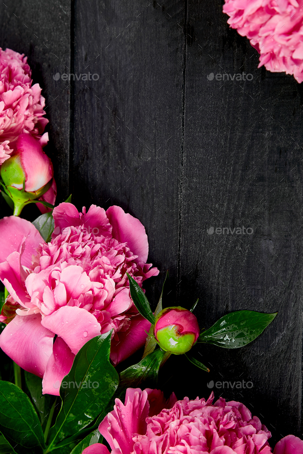 Beautiful pink peony flowers - Stock Photo - Images
