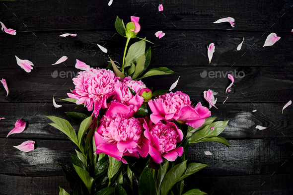 Beautiful pink peony flowers - Stock Photo - Images