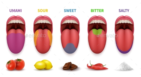 Human Tongue Basic Taste Areas - Miscellaneous Vectors