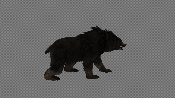 Black Bear Roar2 Pack 3In1