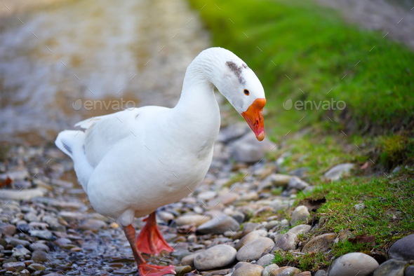 White domestic goose near the stream - Stock Photo - Images