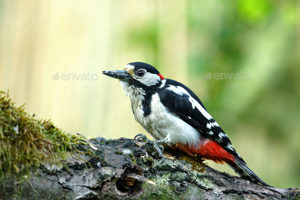 Greater spotted woodpecker (Dendrocopos major) is sitting on a fallen tree trunk - Stock Photo - Images