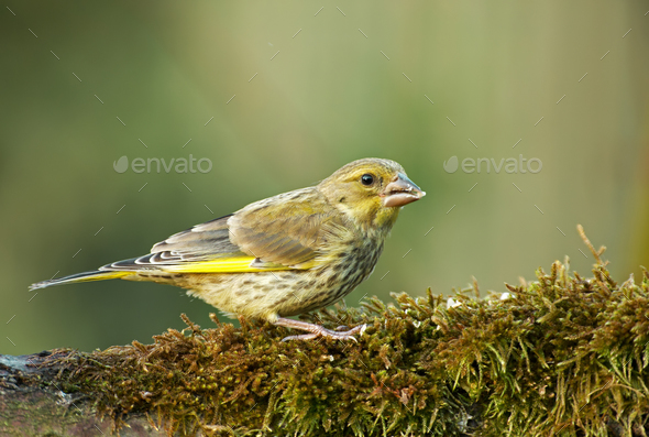 Greenfinch (Carduelis chloris) on mossy tree trunk - Stock Photo - Images