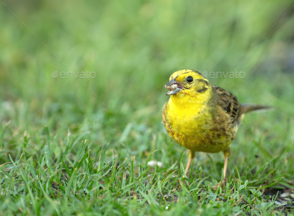 Male of yellowhammer (Emberiza citrinella) on beautiful green grass - Stock Photo - Images