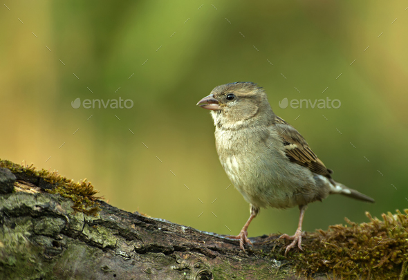 Young yellowhammer (Emberiza citrinella) in the spring morning - Stock Photo - Images