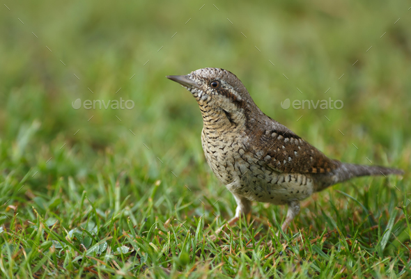 Wryneck (Jynx torquilla) on the grass - Stock Photo - Images