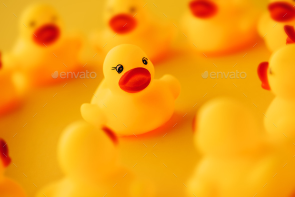 Rubber ducks in leadership concept - Stock Photo - Images