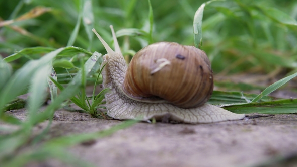 Grape Snail in Nature