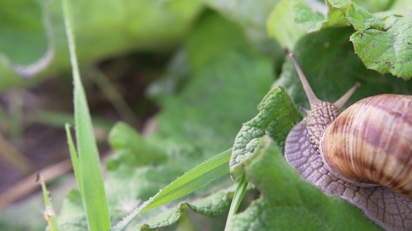 Grape Snail in Nature