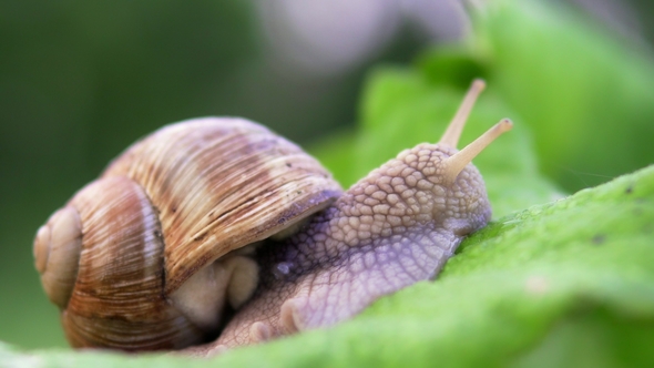 Grape Snail in Nature