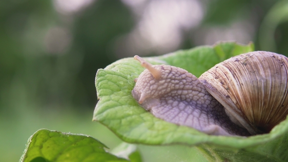 Grape Snail in Nature
