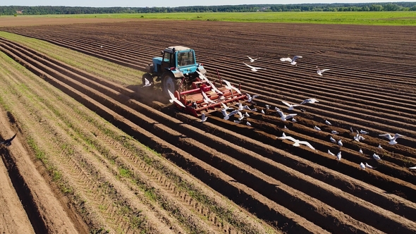 Agricultural Work on a Tractor Farmer Sows Grain. alt
