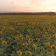 Sunflowers Field at Sunset and Colorful Sky. Aerial View - VideoHive Item for Sale