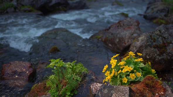Yellow Wildflower on the Mountain River Background