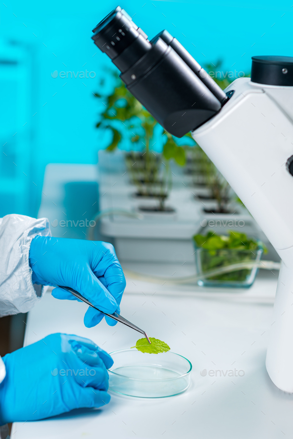 Plant laboratory. Biology technician working with plants Stock Photo by