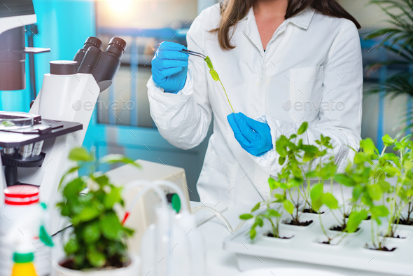 Biologist working with seedlings in plant laboratory Stock Photo by microgen