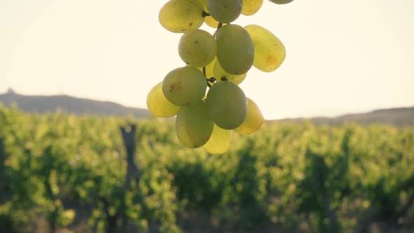 A Bunch of Green Grapes Under the Sun's Rays