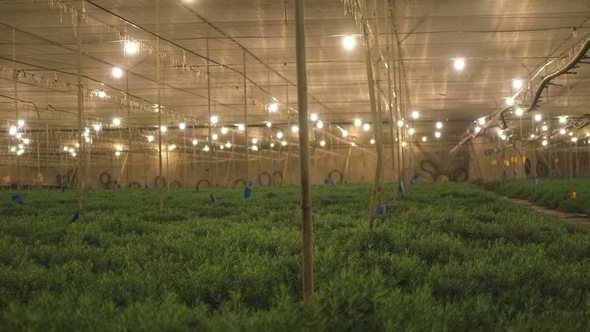 Agriculture Greenhouse for Growing Herbs and Spices alt