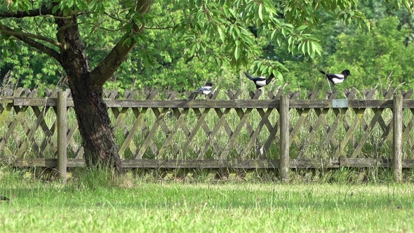 Recording of Magpies on Fence alt