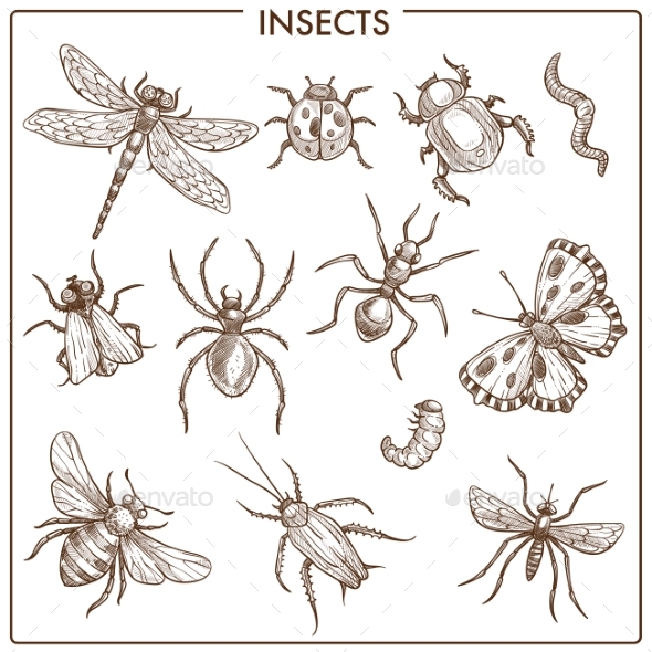 Insects - Animals Characters
