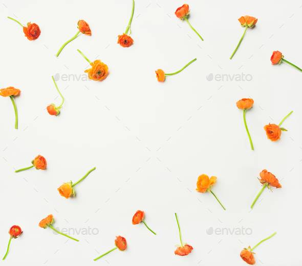 Flat-lay of orange buttercup flowers over white background, copy space - Stock Photo - Images
