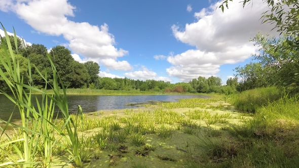 Forest Lake Under a Blue Sky with Clouds.