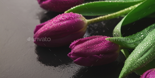 Bouqet of purple tulips on wooden background - Stock Photo - Images