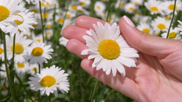 Female Hands Holding A Daisy And A Finger Gently Stroking The Petals Of A Flower alt