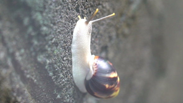 Snail Crawls By the Wall