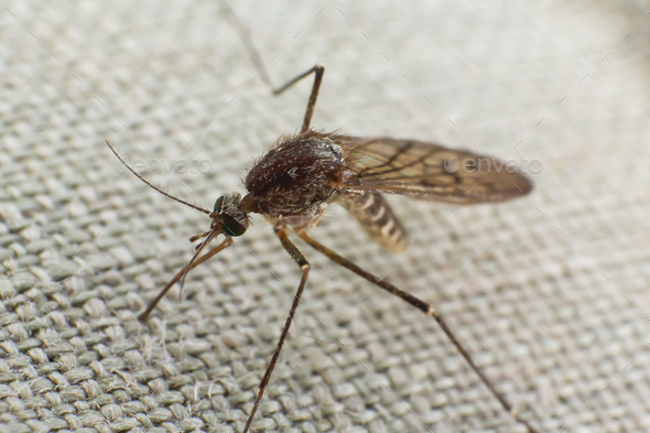 Mosquito trying to bite through cloth Stock Photo by DmitrySteshenko