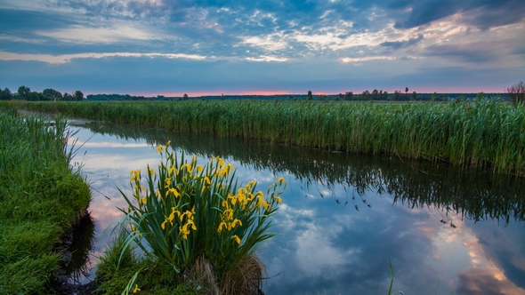 Misty Dawn on the River Bank with Beautiful Flowers alt