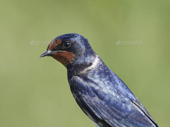 Barn Swallow Hirundo Rustica Stock Photo By Dennisjacobsen Photodune