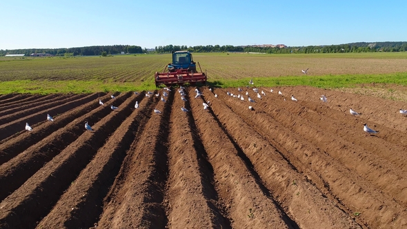 Agricultural Work on a Tractor Farmer Sows Grain. alt