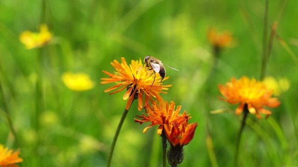 Alpine Meadow. Wasp Collects Nectar From Flower Crepis Alpina. alt