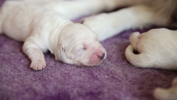Sleeping Newborn Puppy Golden Retriever