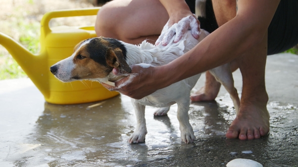 Man Washing His Dog Breed Jack Russell Terrier Outdoors alt