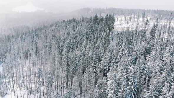 Winter Scenery of the Evergreen Forest on the Mountain Zakopane Poland alt