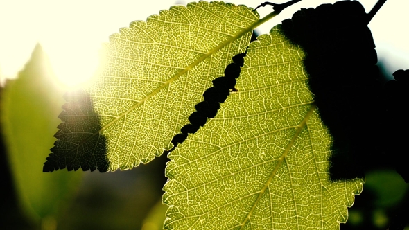 Green Leaves in Summer