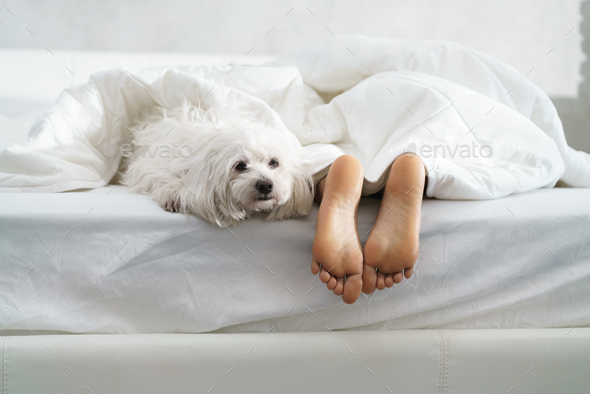 Black Girl Sleeping In Bed With Dog And Showing Feet - Stock Photo - Images