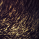 Gold Rising Streaks - VideoHive Item for Sale