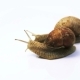Two Snails Crawl on a White Background - VideoHive Item for Sale