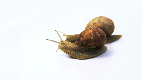 Two Snails Crawl on a White Background