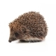 Small Hedgehog on a White Background - VideoHive Item for Sale