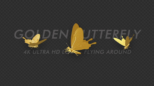 Butterfly - Golden - Flying Around - 4K