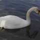 Beautiful White Swan with Red Beak Swimming in Lake,