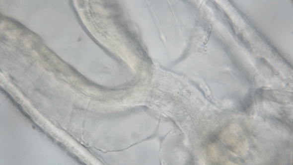 Movement of the Internal Organs of the Oligochaete Worm Under the Microscope alt