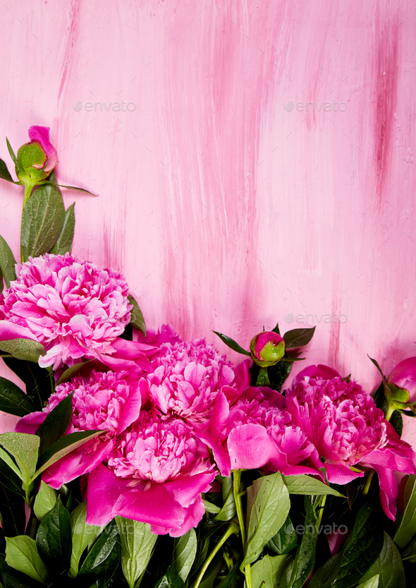 Beautiful pink peony flowers - Stock Photo - Images