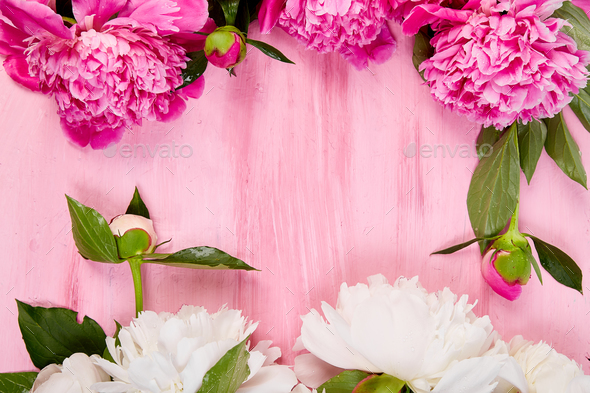 Beautiful pink peony flowers - Stock Photo - Images
