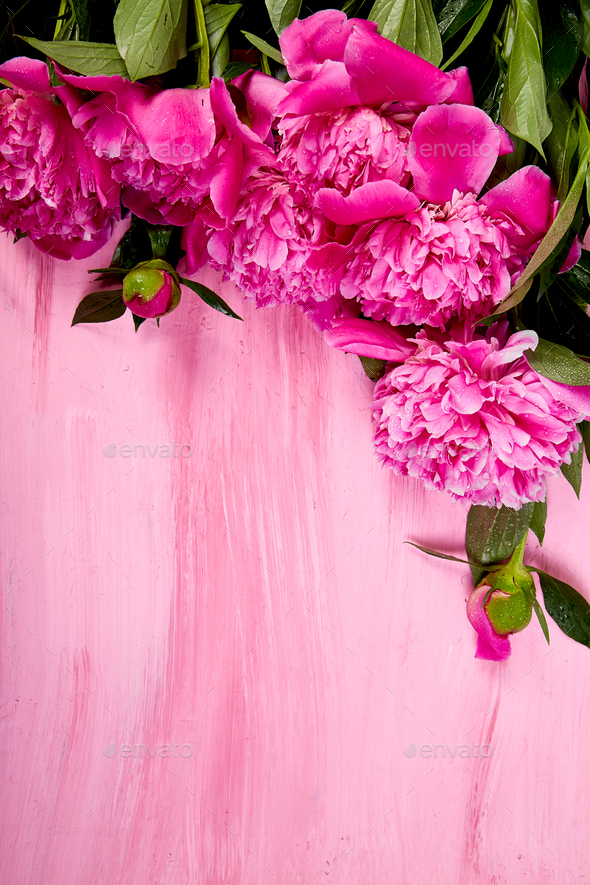 Beautiful pink peony flowers - Stock Photo - Images